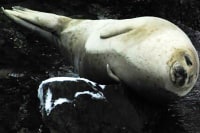 積丹カヤックス