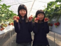 出雲崎いちご畑