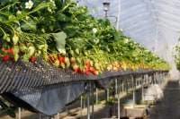 しあわせファー夢