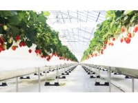 美らイチゴ　南城ハウス