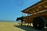 西表島ツアーガイドカラカラ