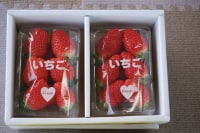 服部さんちのおいしい苺