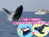 株式会社セルリアンブルー