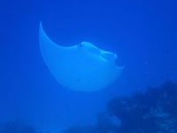 NOVA　DIVE　RESORT 石垣