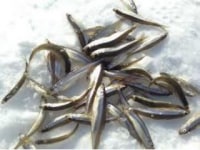 ホワイトコアラレンタルスキー