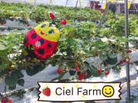 Ciel farm