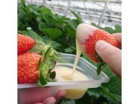 いちごファーム　Hakusan