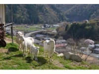 南飛騨馬瀬川観光協会