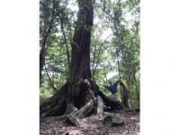 対馬観光ガイドの会やんこも