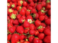 美らイチゴ　糸満ハウス