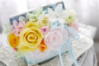 fantastic alice　奈良