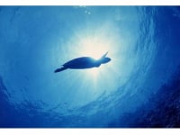 マリンズ・プー