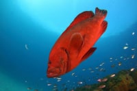 RELAX ダイビングサービス