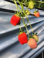 BERRYHOUSE 宮古島