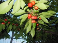 神宮寺観光果樹園