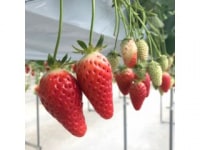 はるおかいちご園