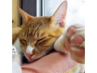 Cat　village　〜猫の村〜