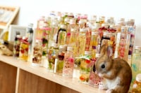 hara_peco_mori_mushi