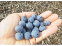 くぬぎ野ふぁーむ