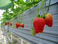 あかつきファーム今在家