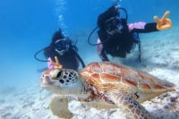 スノーケルと体験ダイビングのお店