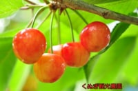 くぬぎ観光農園