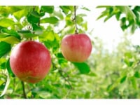 フルーツガーデン北沢