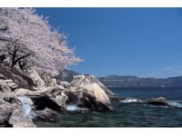 海津大崎の屋形舟　大井丸