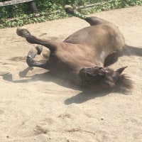 ピリカの丘牧場