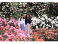 花巻温泉 バラ園