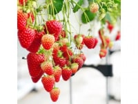 夢いちごの郷　菅野いちご園