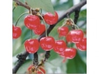 渡邉観光櫻桃園　sweet cherry watanabe