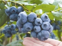 月山高原　鈴木農園