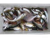 釣船　黒川本家