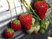 順子のいちご園