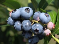 宇梶ブルーベリー