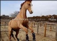 小山乗馬クラブ