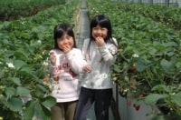 阿蘇いちご畑～木之内農園～