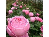 ほんだバラ香園