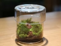 仙台テラリウムラボ コケモン