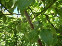 一般社団法人鴨川市観光協会