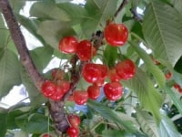 いいじまフルーツ観光園