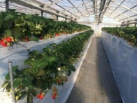 すごう農園直売所ピアッツァ