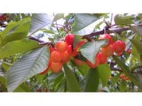 タカシナ観光果樹園