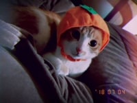 保護猫カフェにゃんこはうす