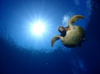 Hi-Light Diving Service