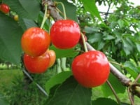 ヤマセン仙北果樹園