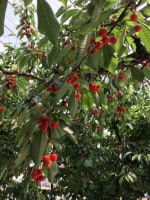 ヤマ考紺野果樹園