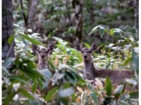 北海道自然体験エコツアー ハンティング北海道