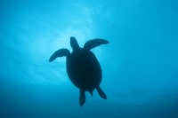 オリーブダイビングクラブ